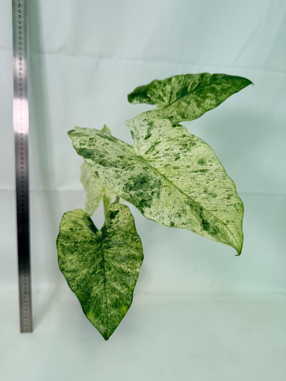 Alocasia Macrorrhiza Variegata