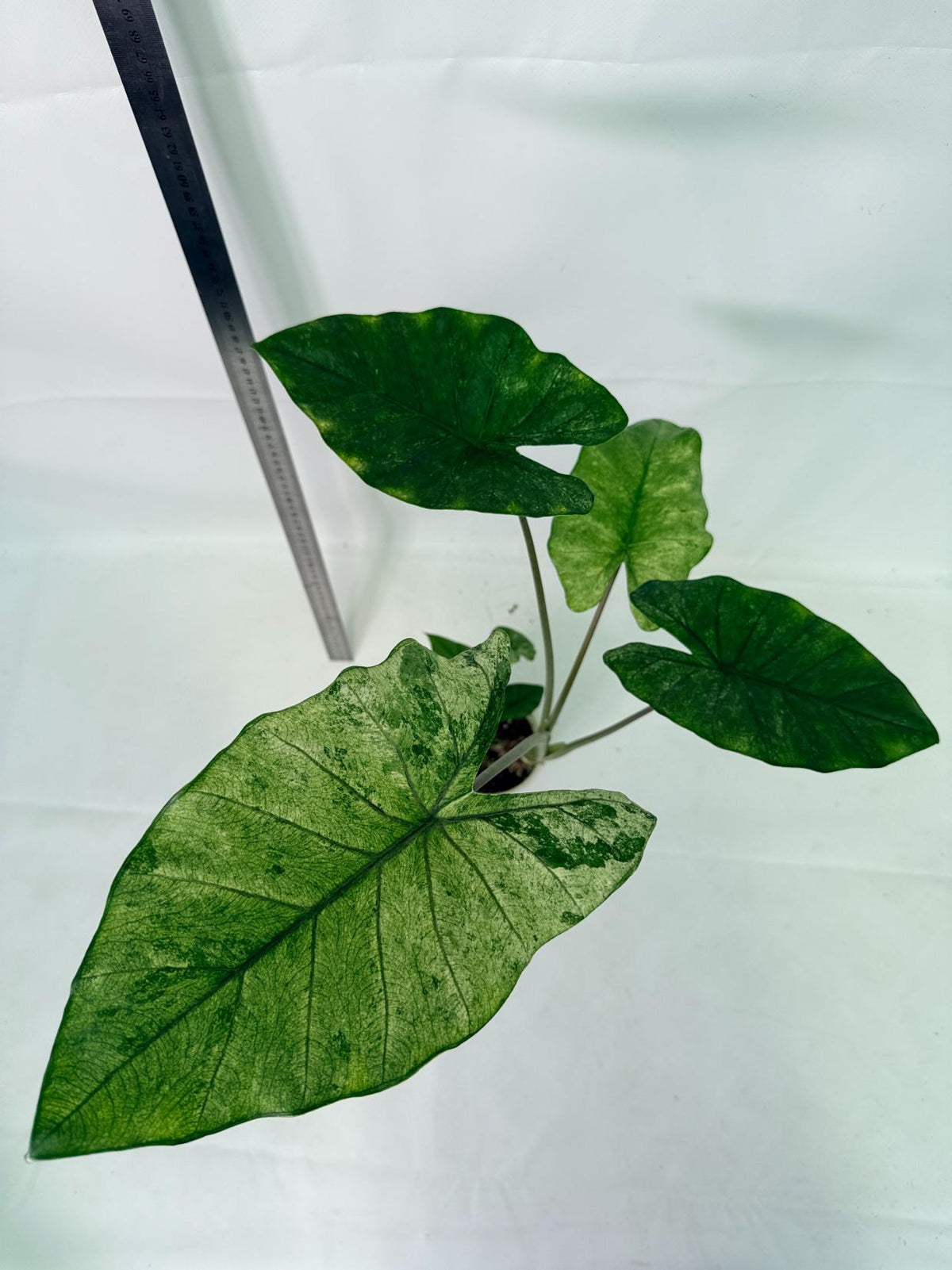 Alocasia Macrorrhiza Variegata