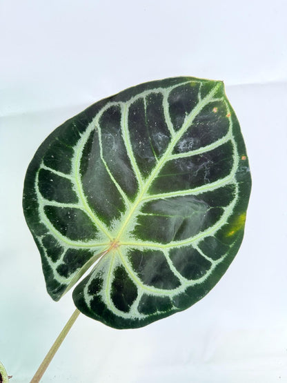 Anthurium Red Crystallinum x Silver Blush